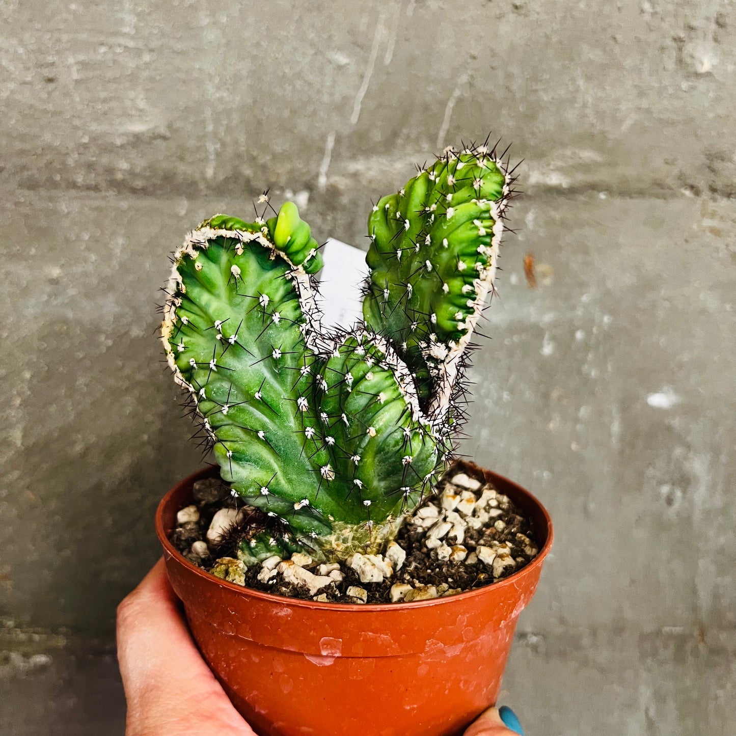 Cereus peruvianus f.cristata, 12 cm potte