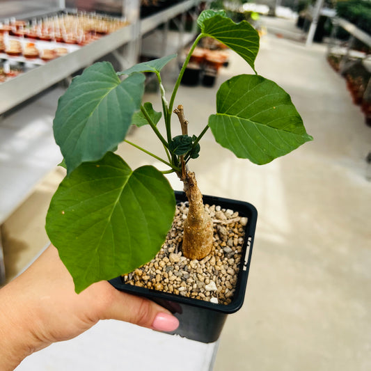 Ipomoea lapidosa liten, barroted plante