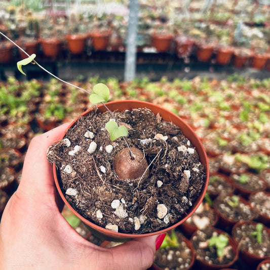 Dioscorea elephantipes, 10 cm potte