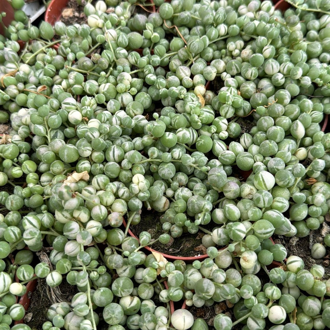 Senecio rowleyanus f.variegata, 10 cm potte