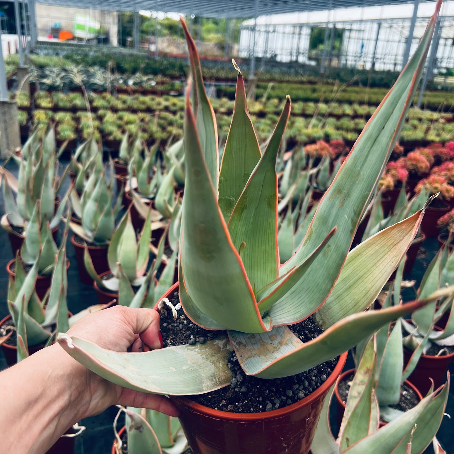 Aloe striata, 17 cm potte