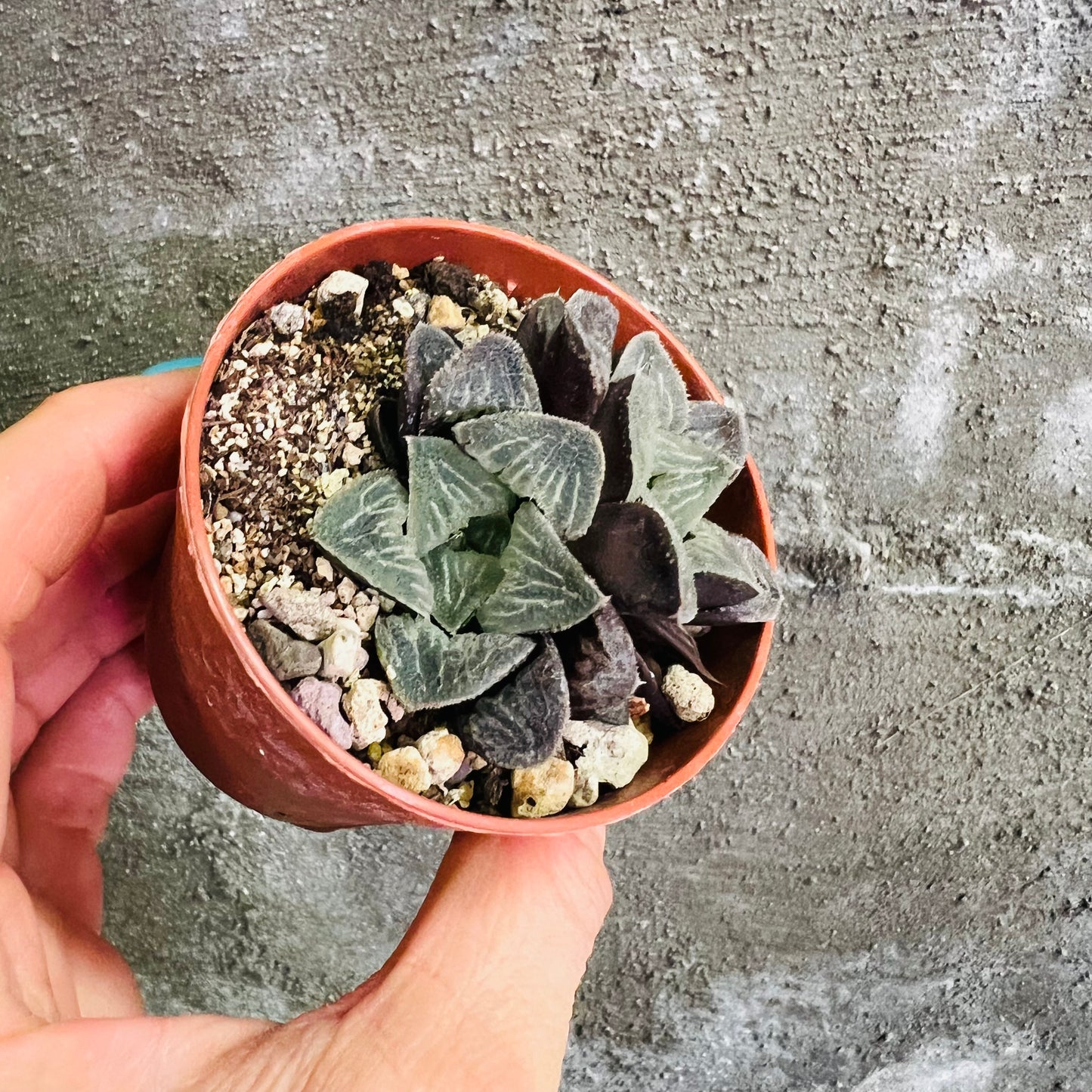 Haworthia sp. 7, 7 cm potte