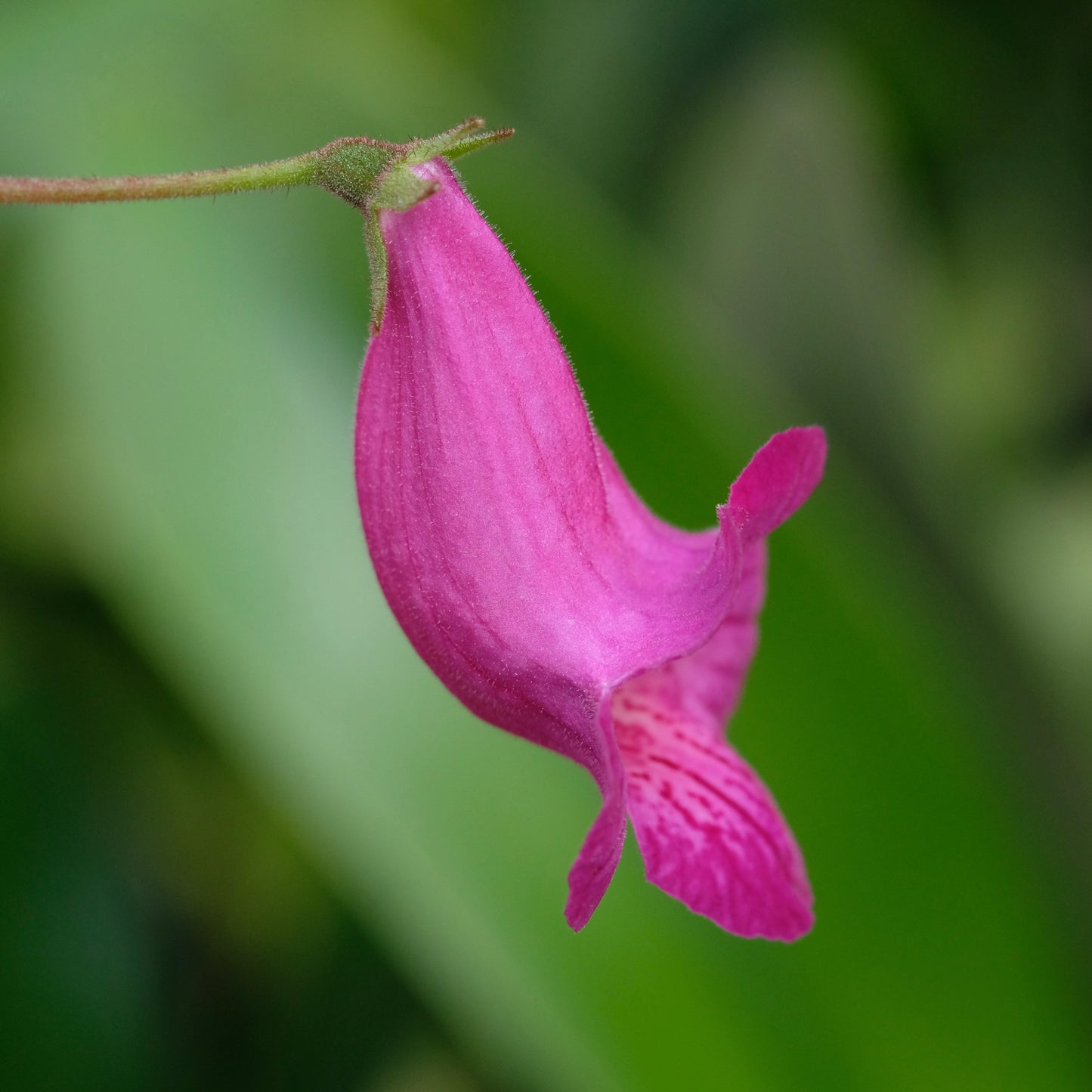 Smithcodonia Heartland’s Joy, 1 rizom