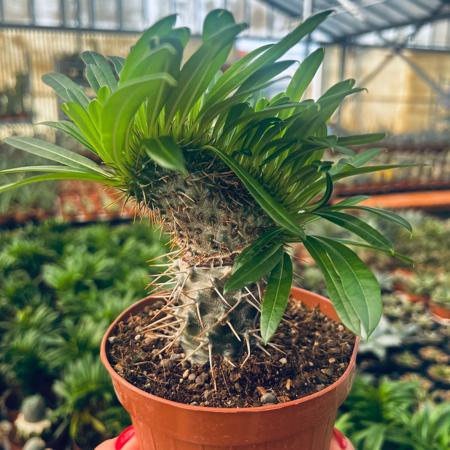 Pachypodium lamerei f.cristata, 12 cm potte