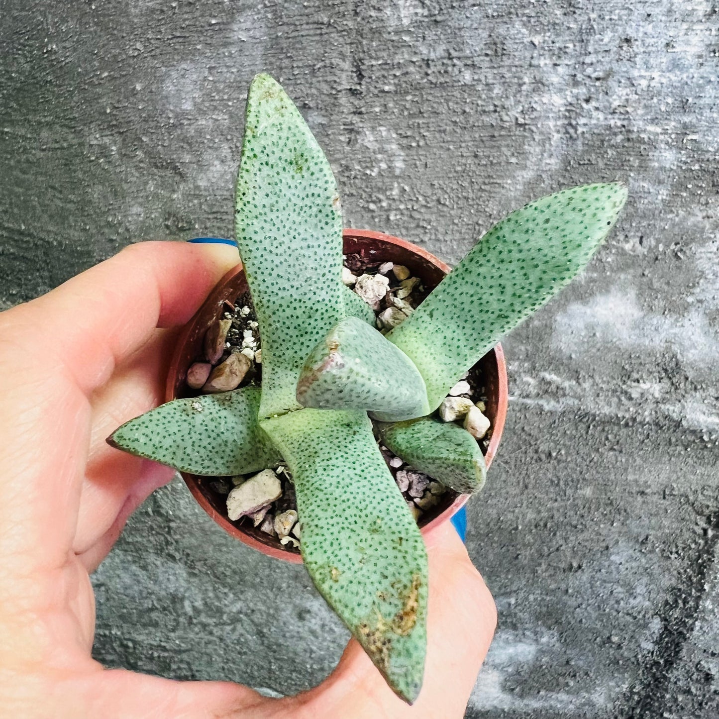 Pleiospilos compactus f.minor, 4 cm potte