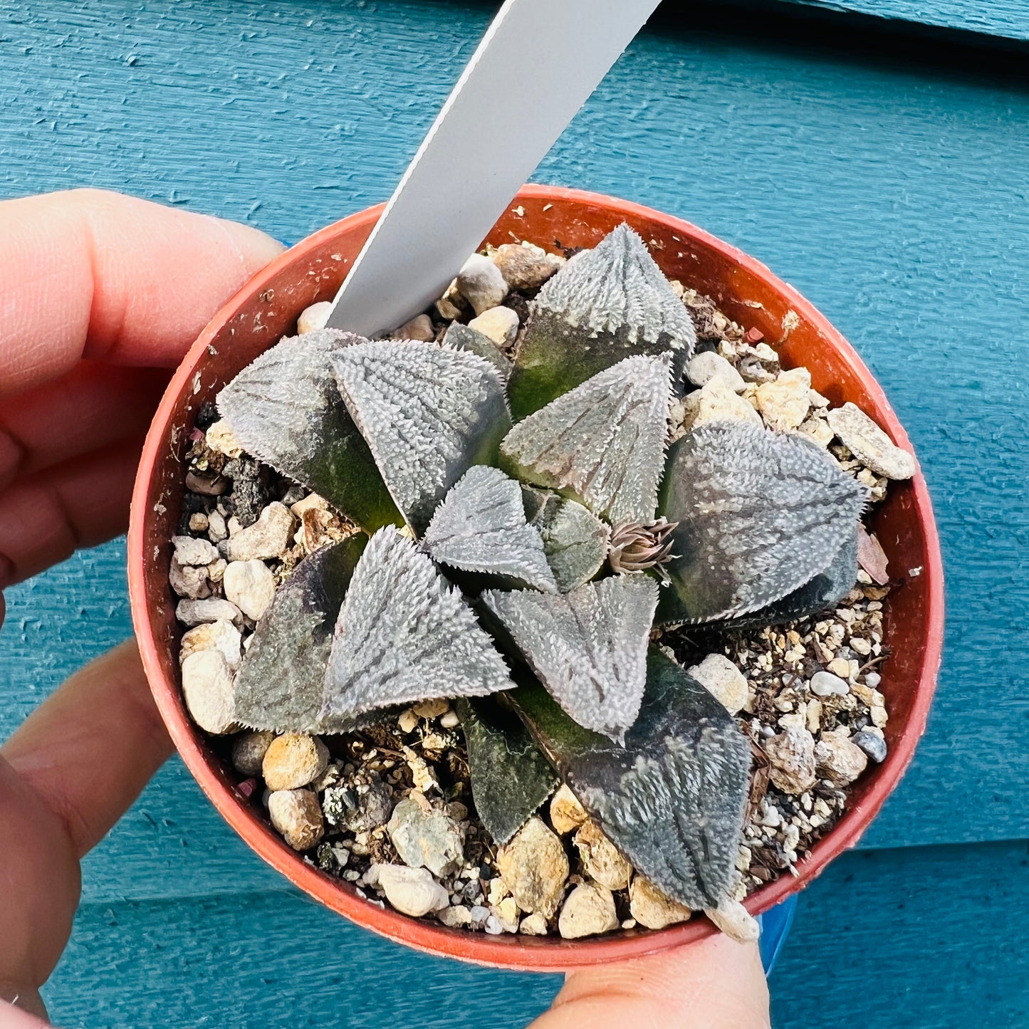 Haworthia sp. 5, 7 cm potte