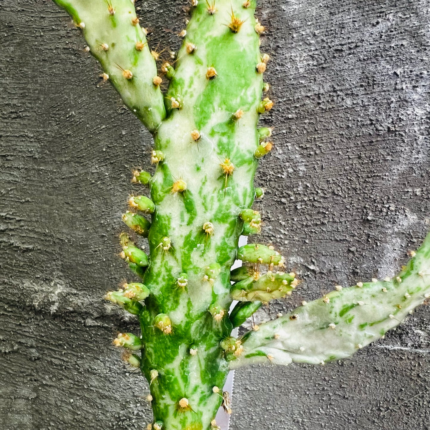 Opuntia monacantha f.variegata, 3 cm potte