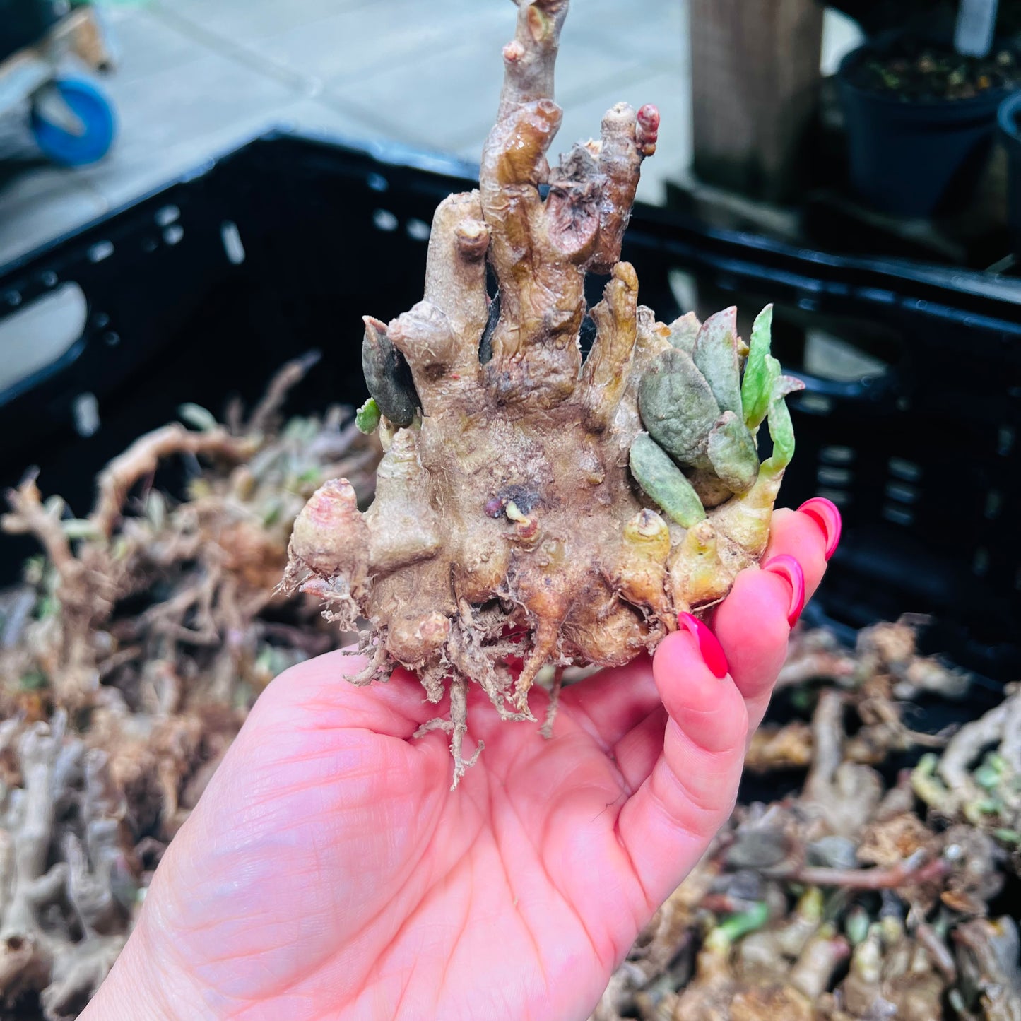 Adromischus sp., barroted plante