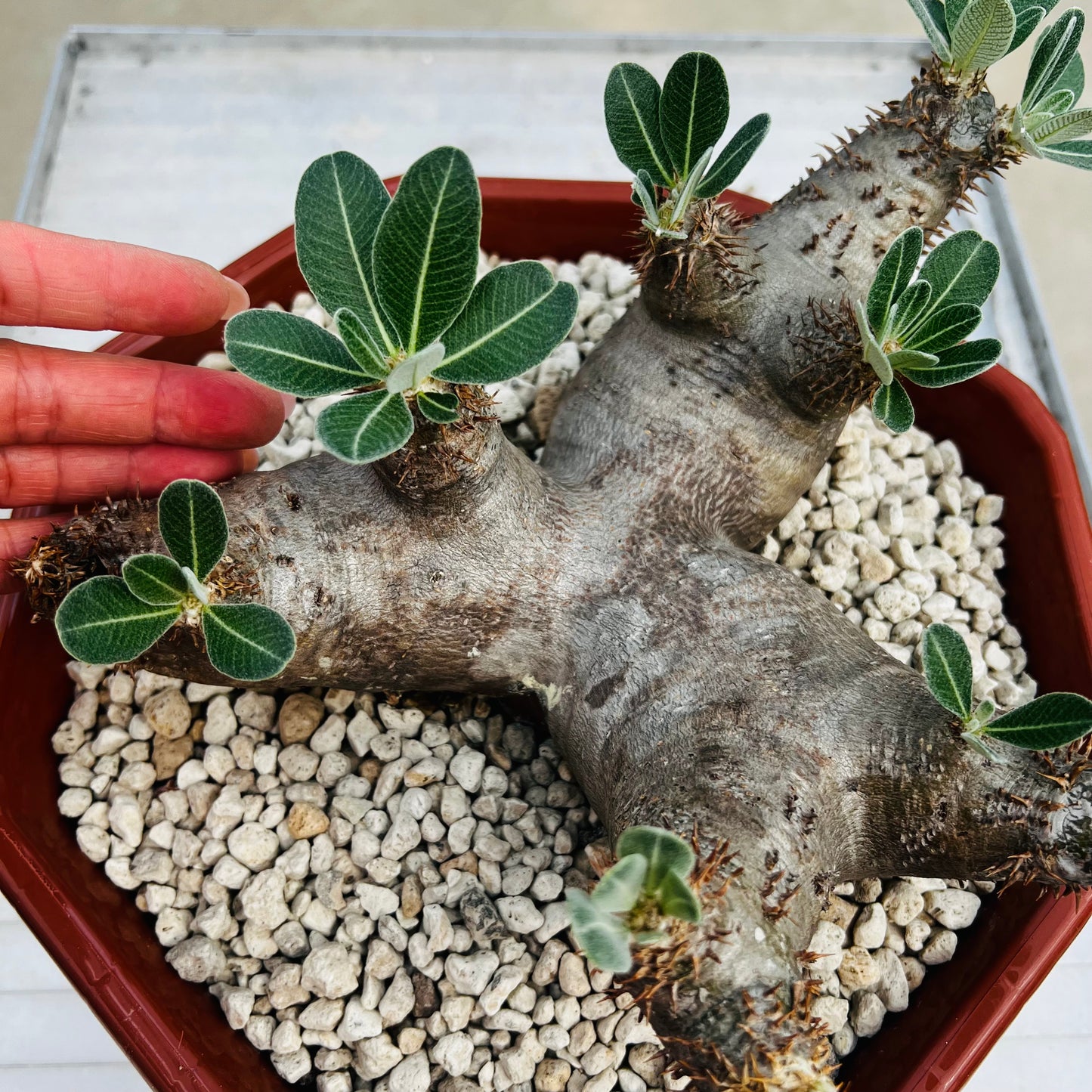 Pachypodium makayense stor, barroted plante