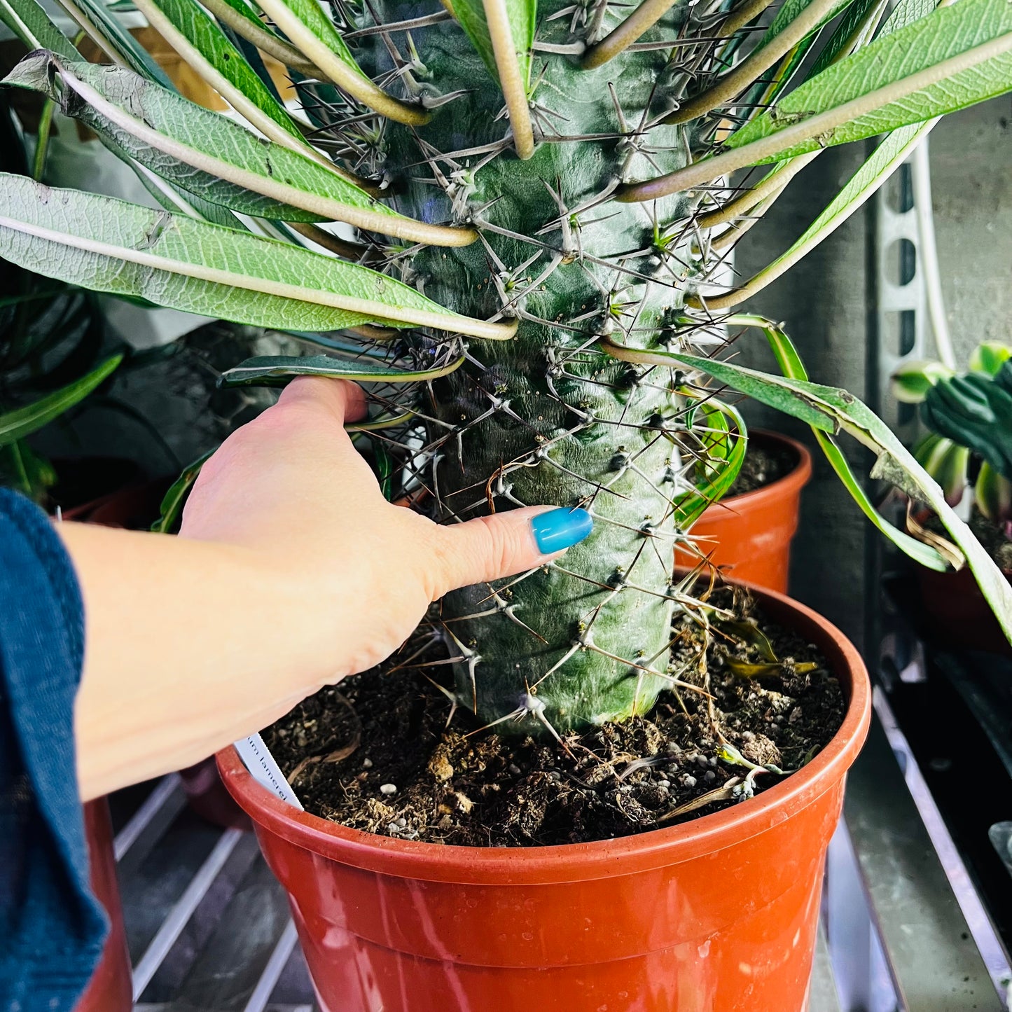 Pachypodium lamerei, 24 cm potte