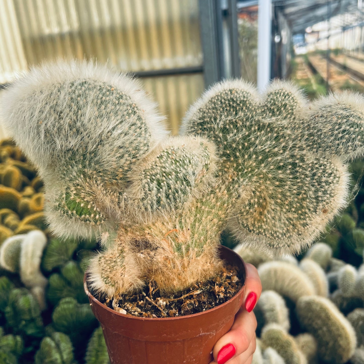 Cleistocactus winterii f.cristata, 12 cm potte