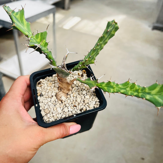 Euphorbia buruana, barroted plante