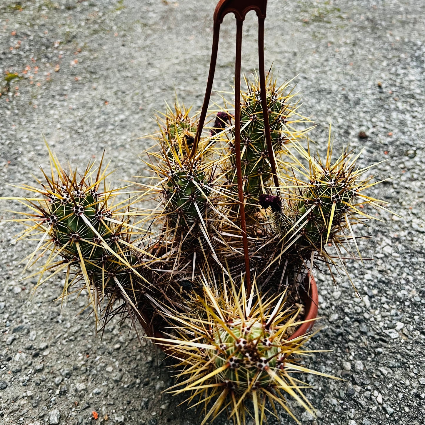 Echinocereus brandegei, 16 cm ampel