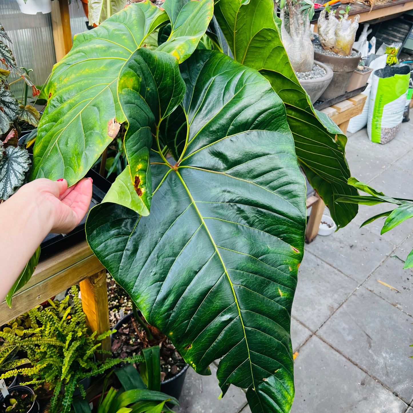 Anthurium watermaliense , 22 cm potte