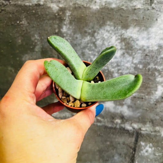 Pleiospilos compactus, 4 cm potte