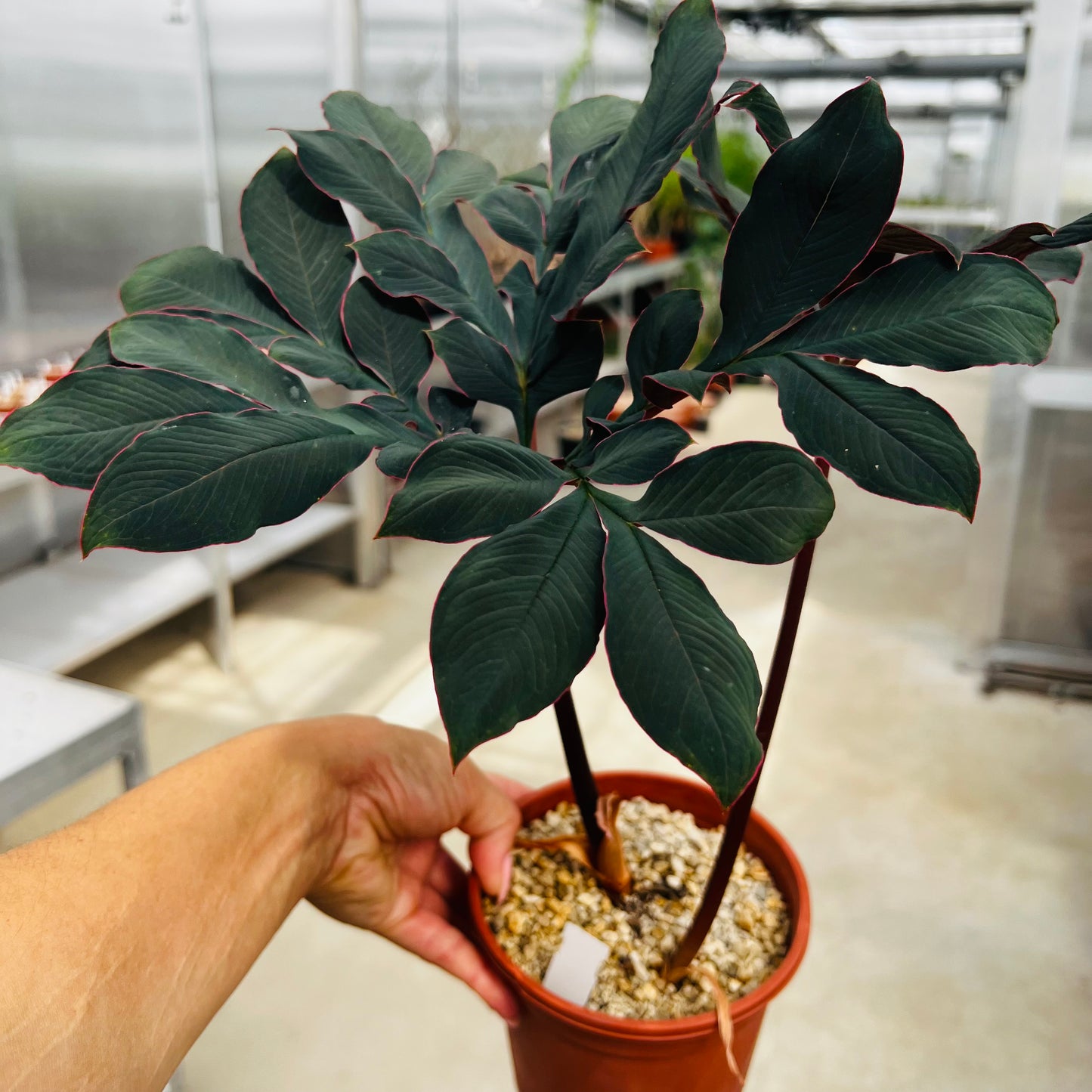 Amorphophallus atrovirides, barroted plante