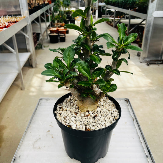 Pachypodium saundersii, barroted plante