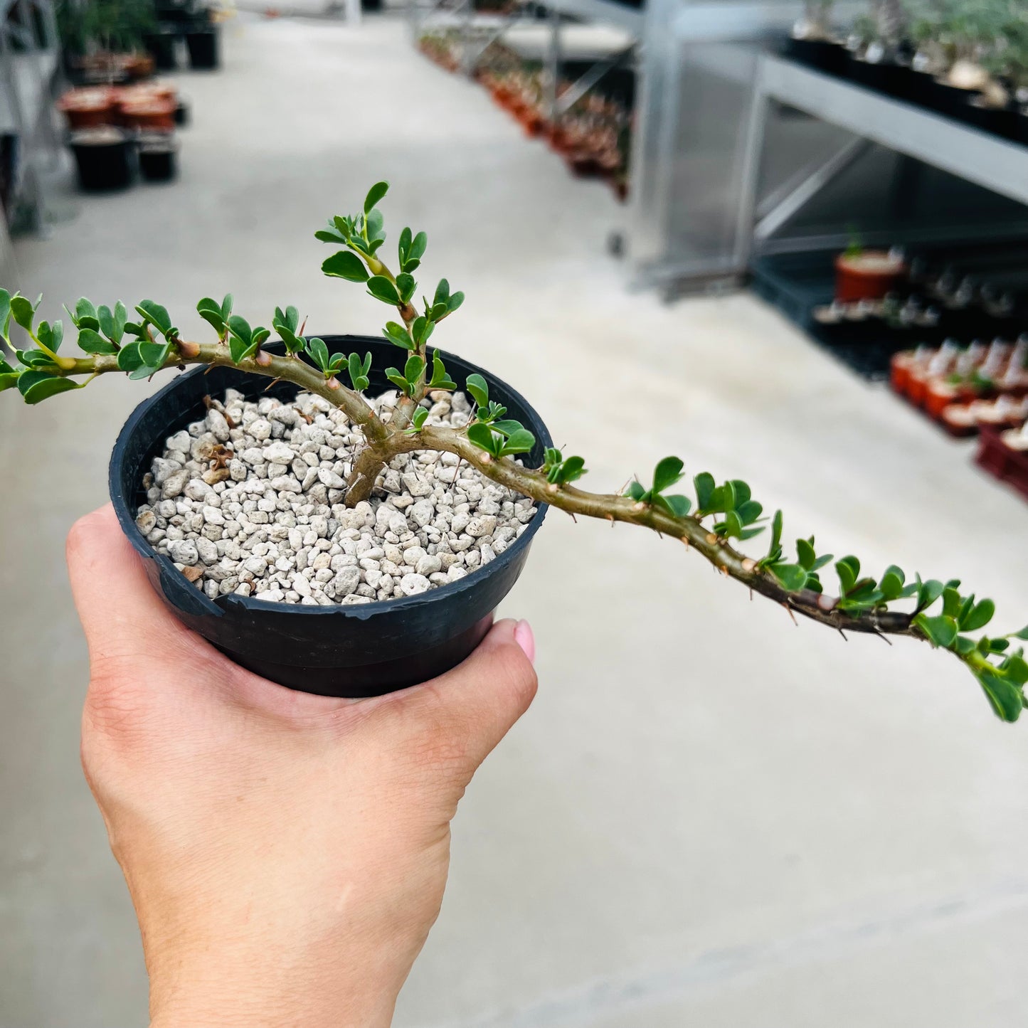 Sarcocaulon vanderietiae liten, barroted plante