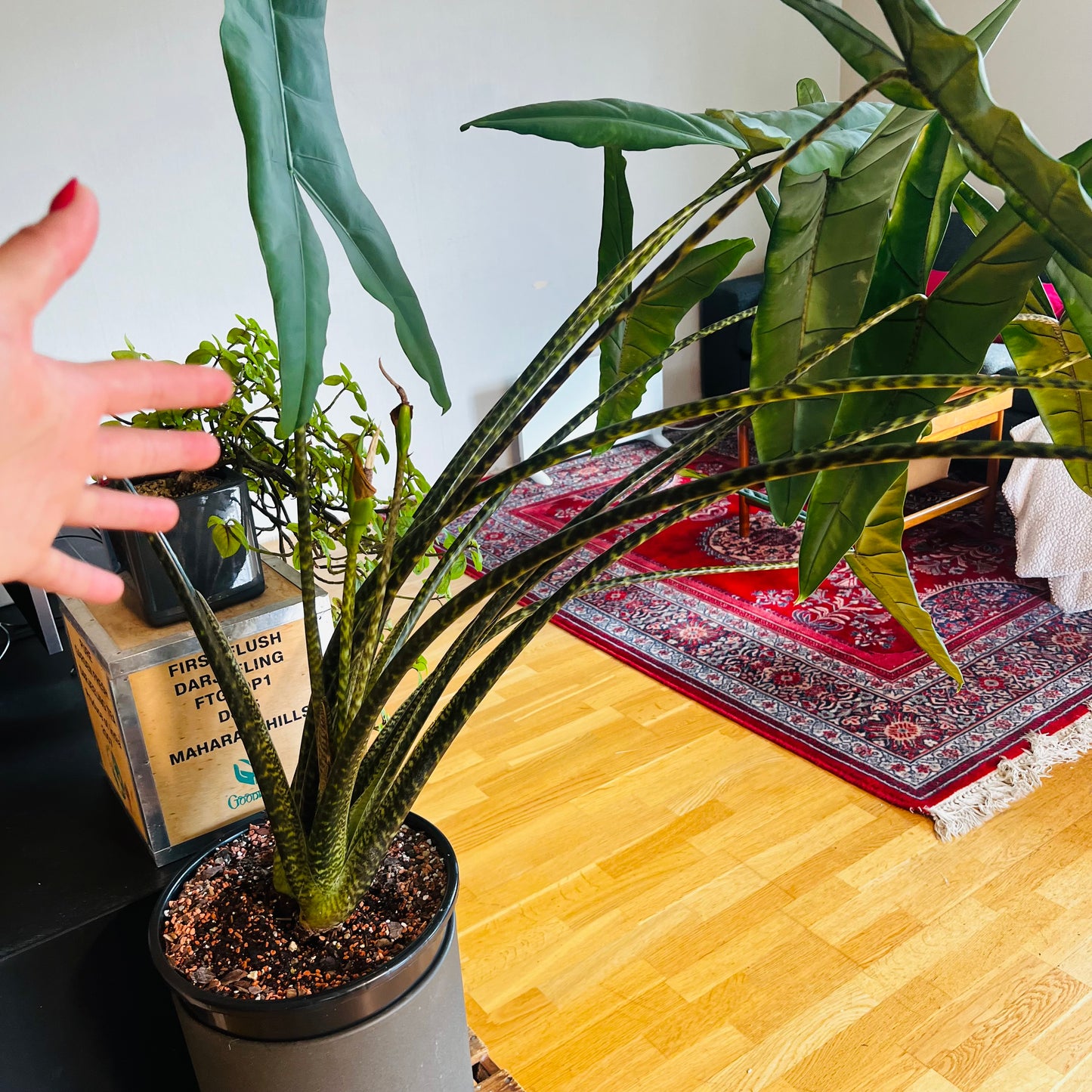 Alocasia tigrina, 32 cm potte