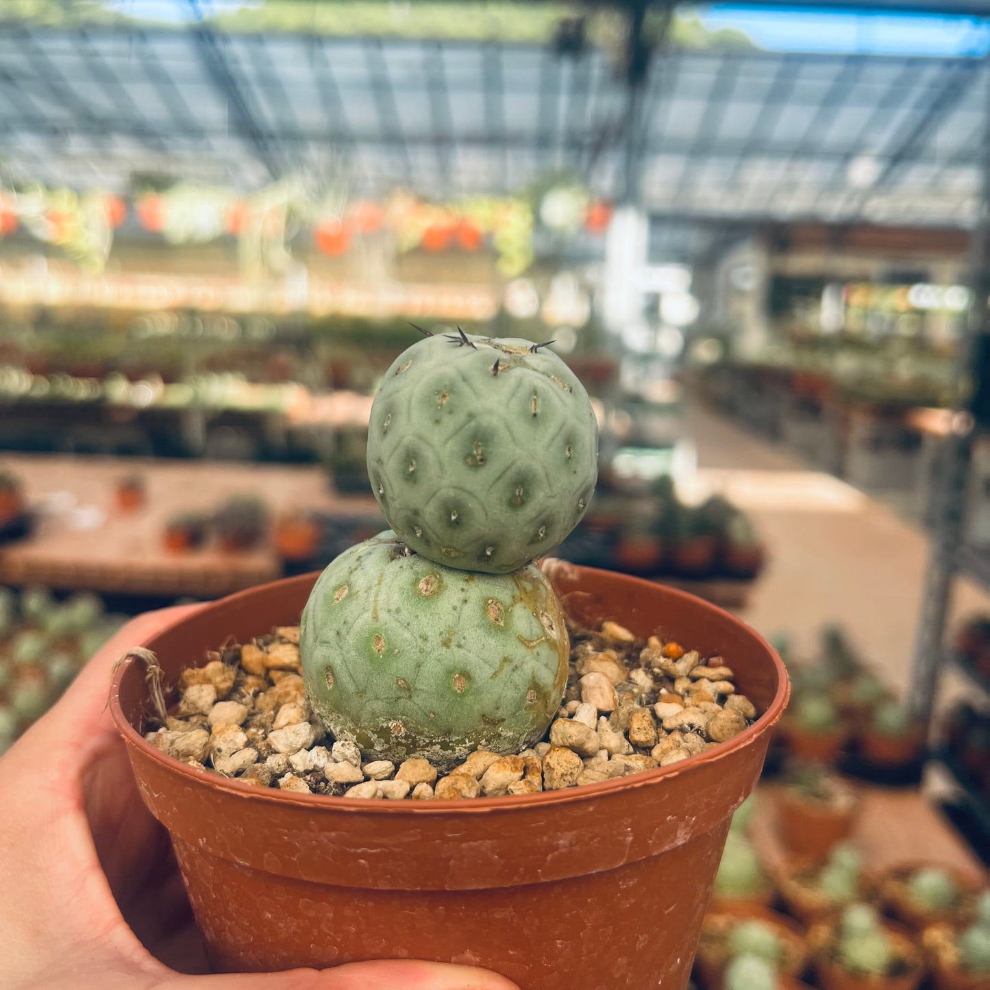 Tephrocactus geometricus, 10,5 cm potte