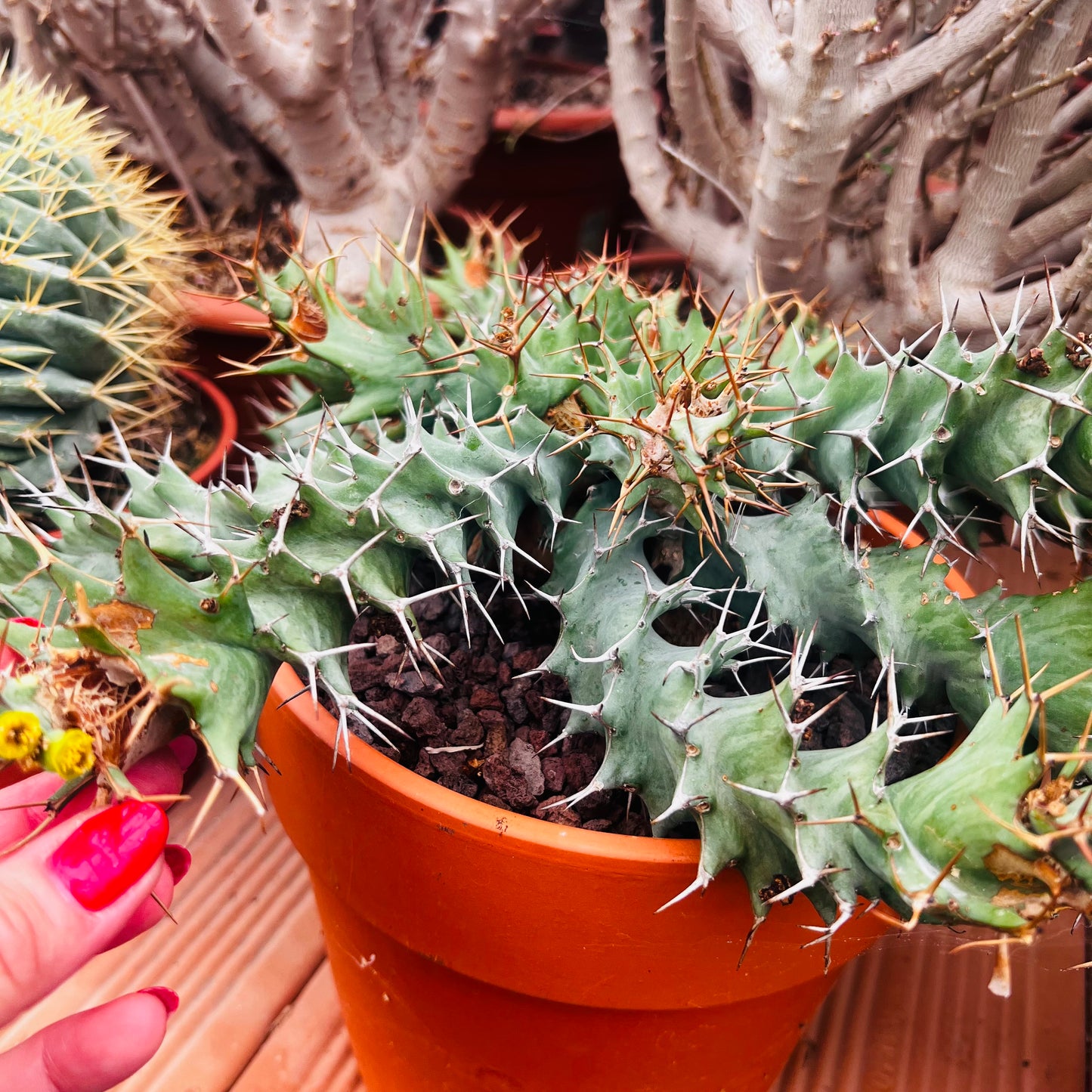 Euphorbia tortirama, 17 cm potte