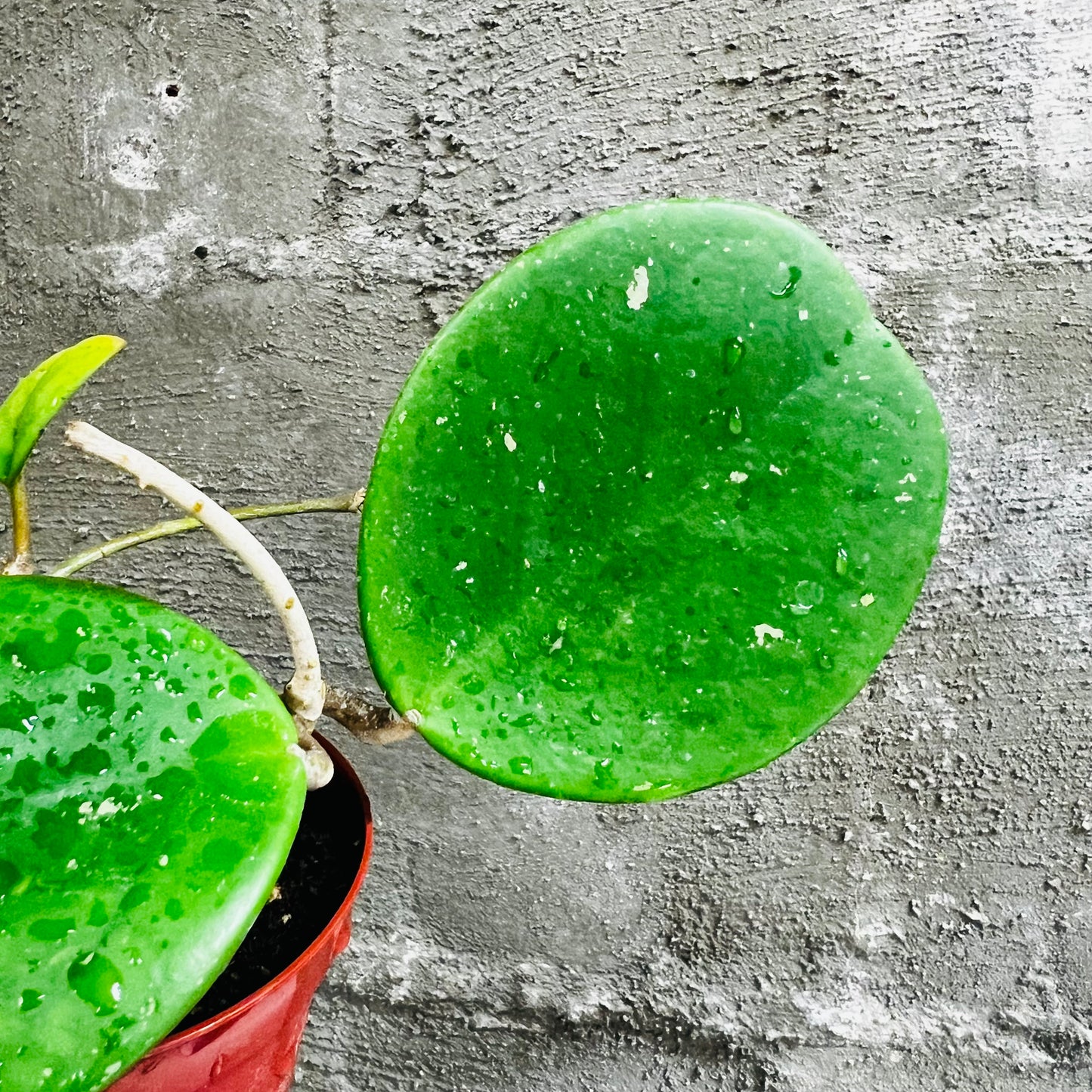 Hoya obovata, 10 cm potte