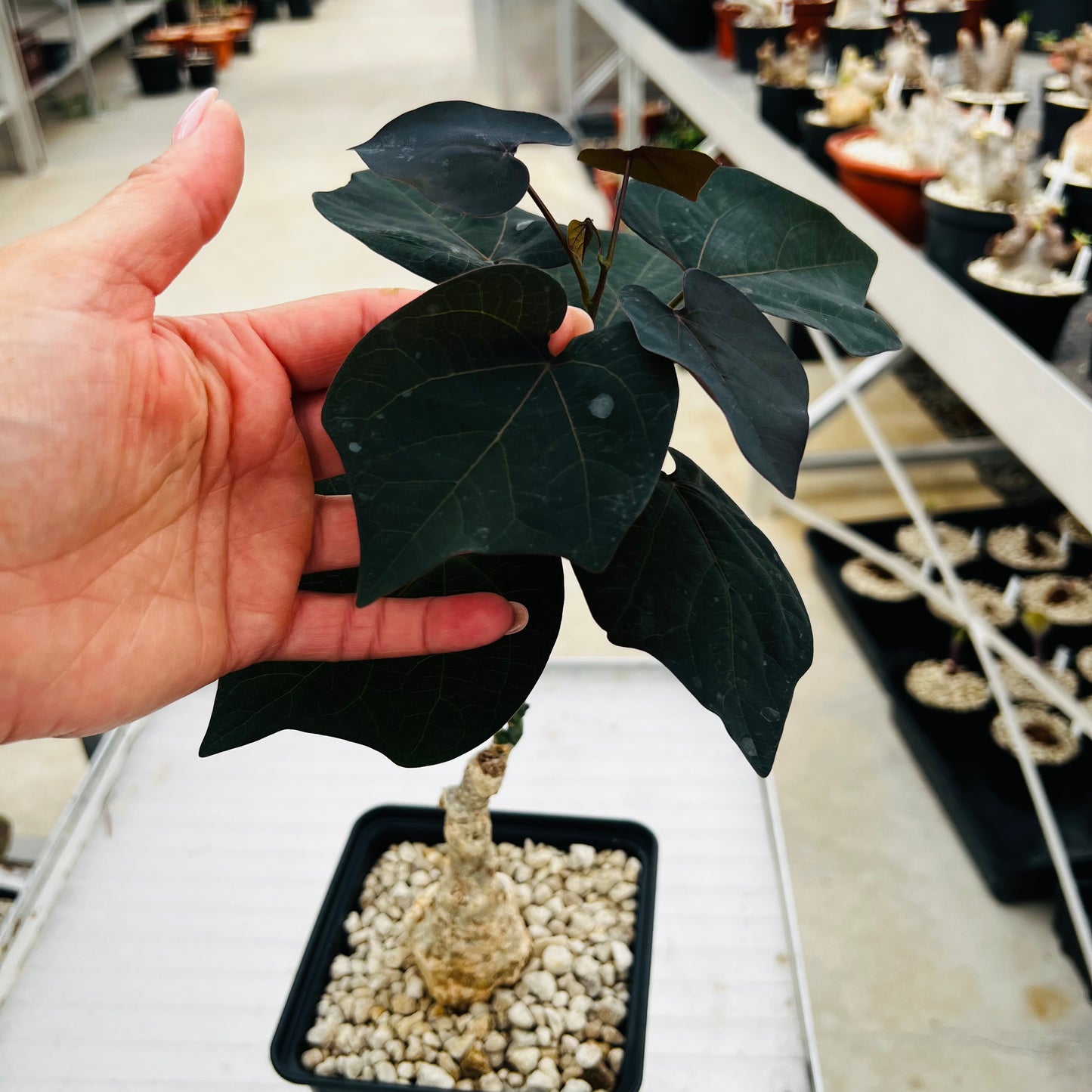 Adenia stylosa red leaf, barroted plante