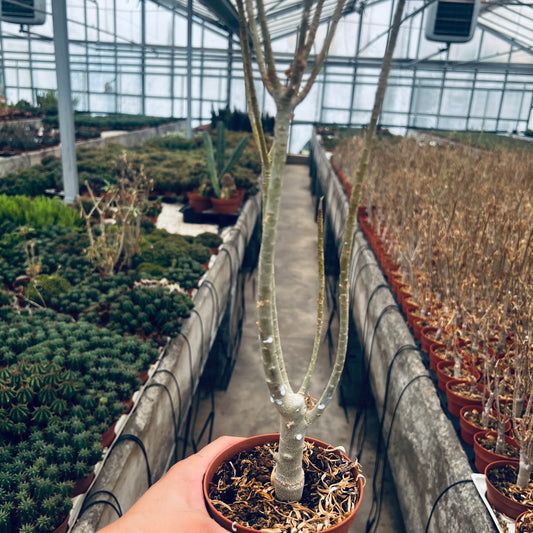 Euphorbia balsamifera, 10 cm potte