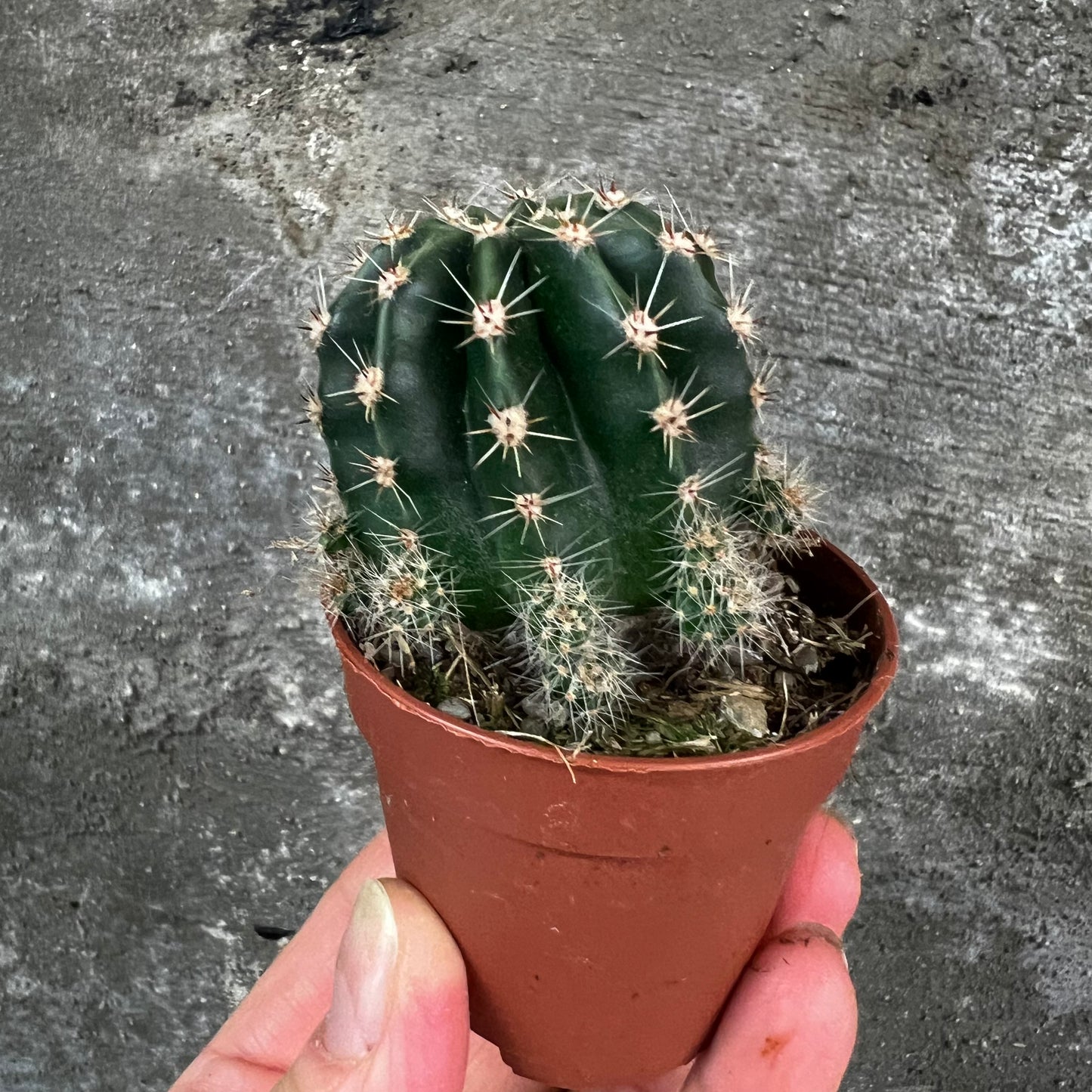 Echinopsis eriesii, 5 cm potte