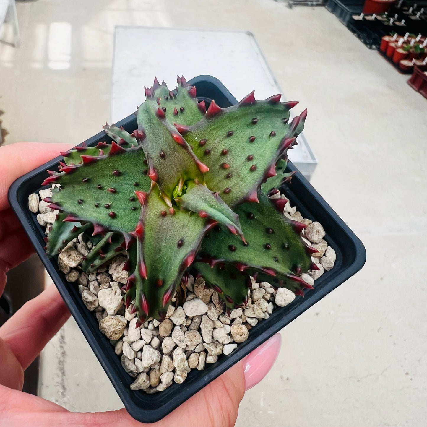 Aloe castilloniae, barroted plante