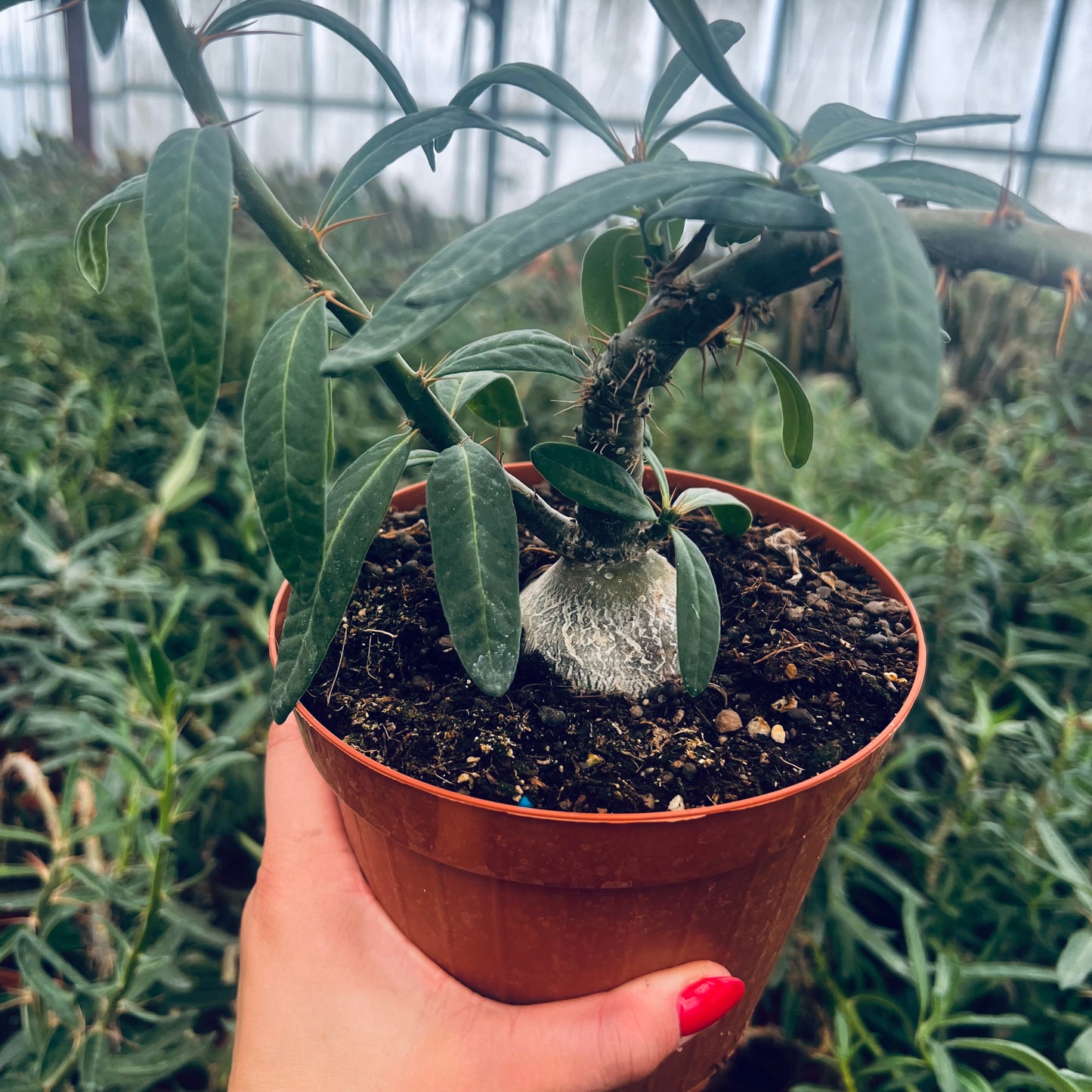 Pachypodium succulentum, 15 cm potte