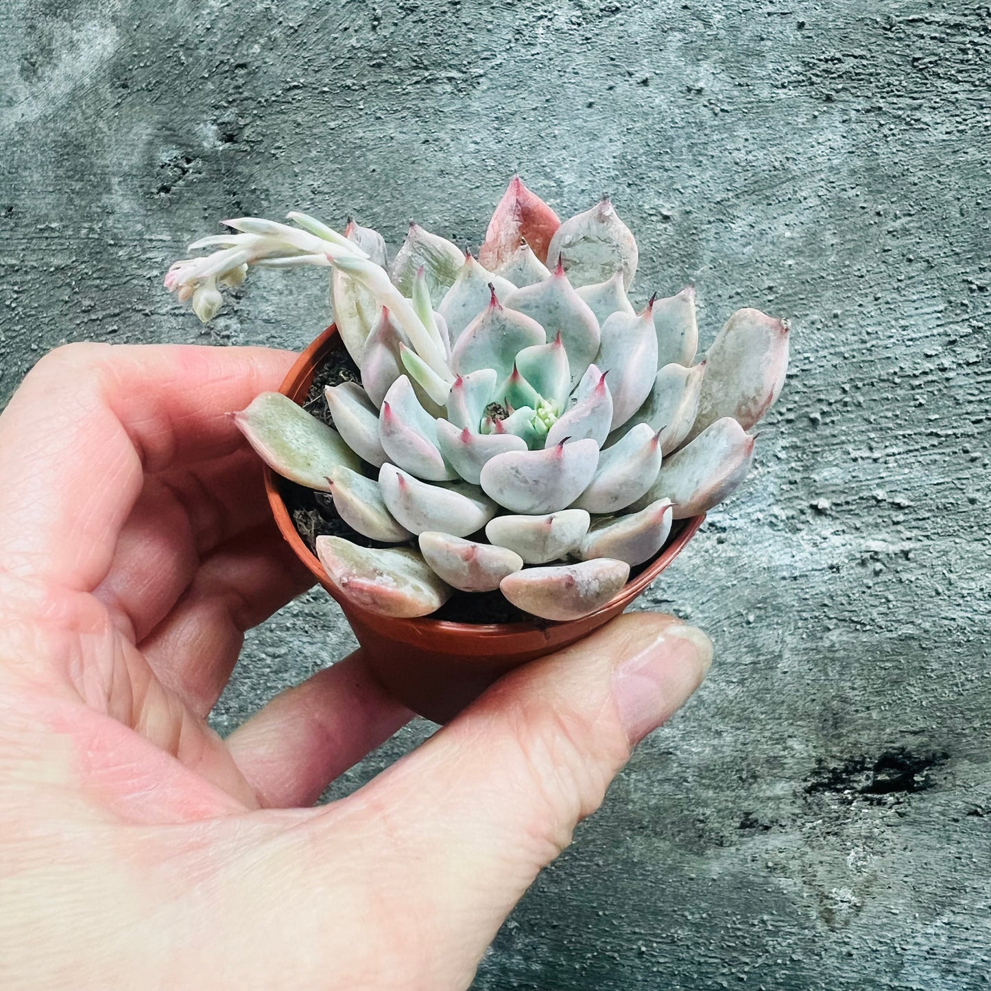 Echeveria rosea, 5 cm potte