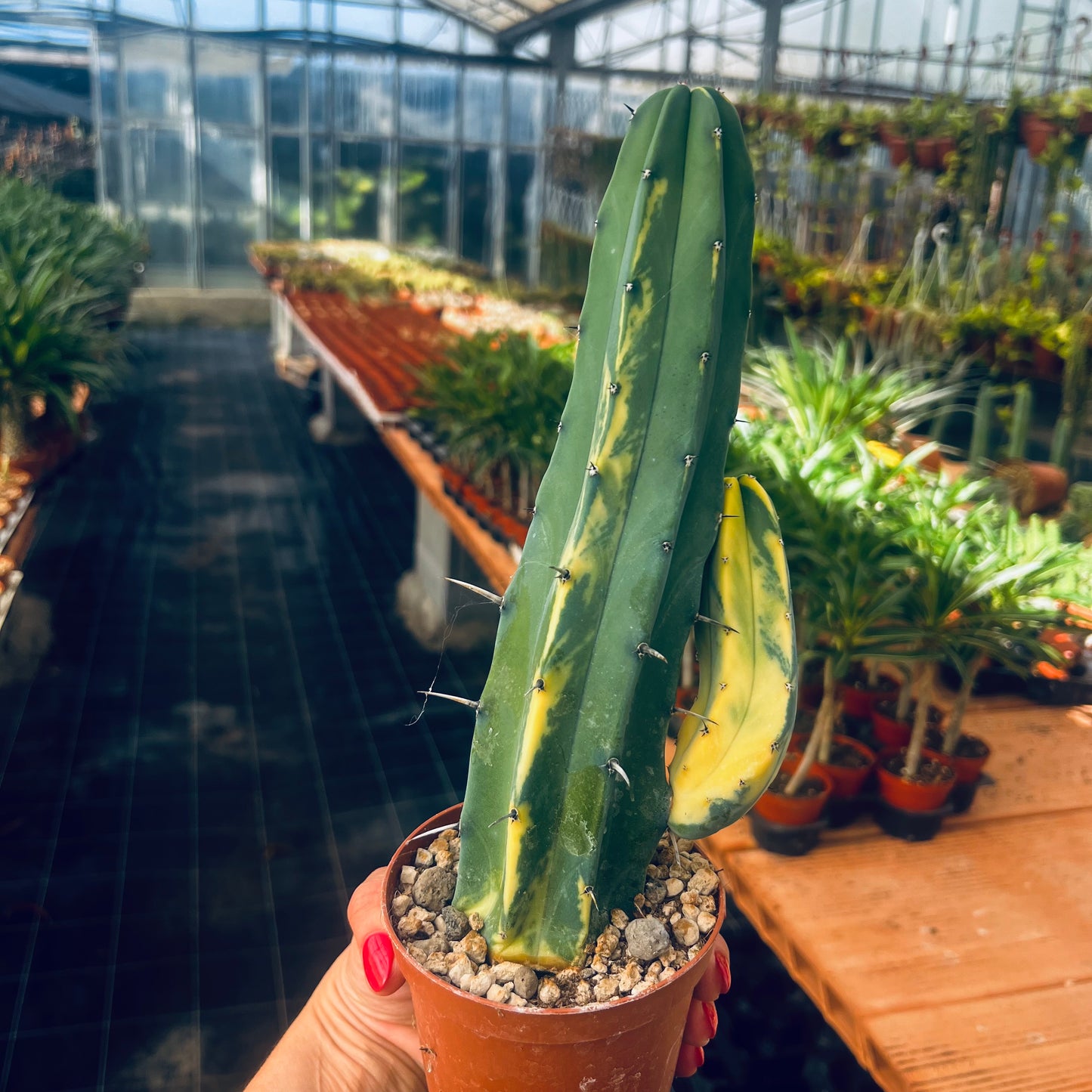 Myrtillocactus geometrizans f.variegata, 8 cm potte