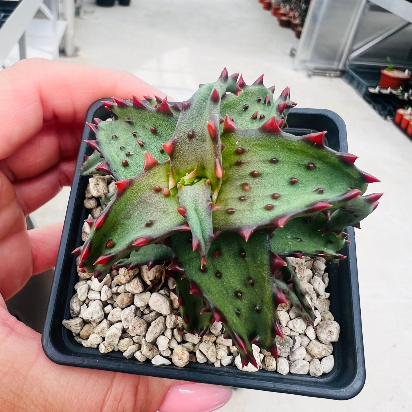 Aloe castilloniae, barroted plante