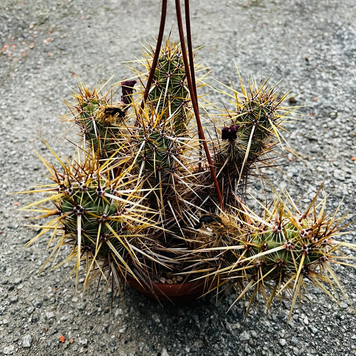 Echinocereus brandegei, 16 cm ampel