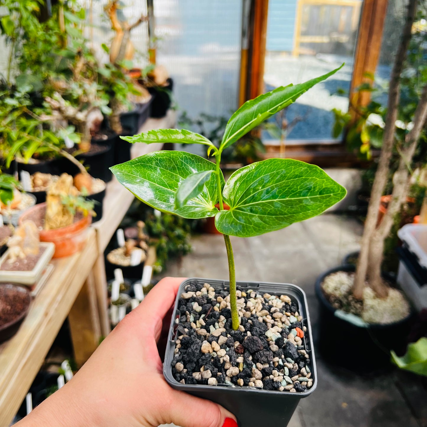 Adansonia madagascariensis, 8 cm potte