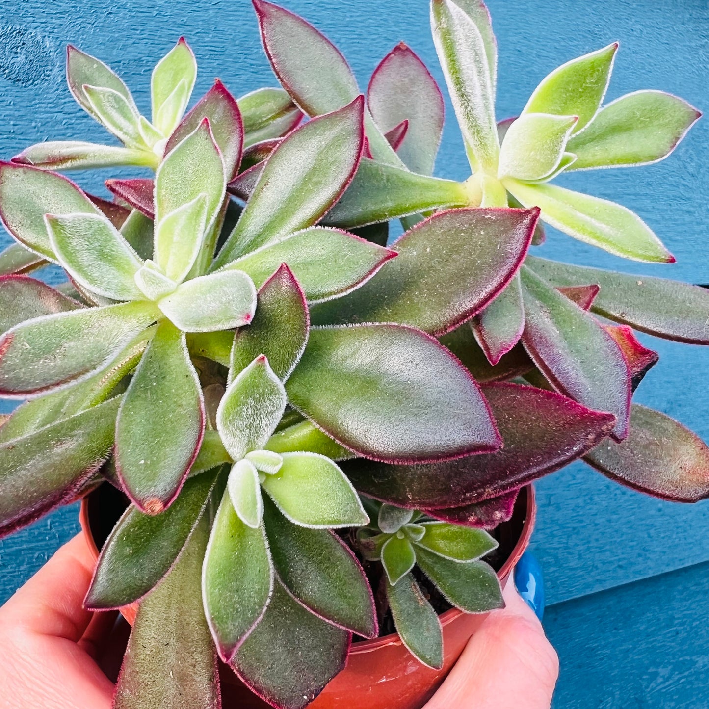 Echeveria hybrid, 10 cm potte