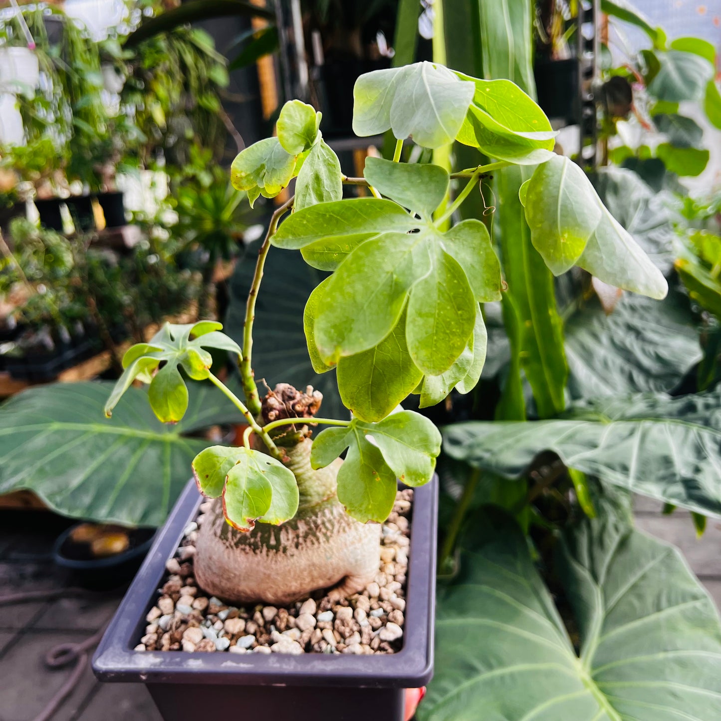 Adenia glauca, 17 cm potte