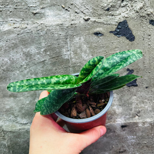 Paphiopedilum venustum, 9 cm pot