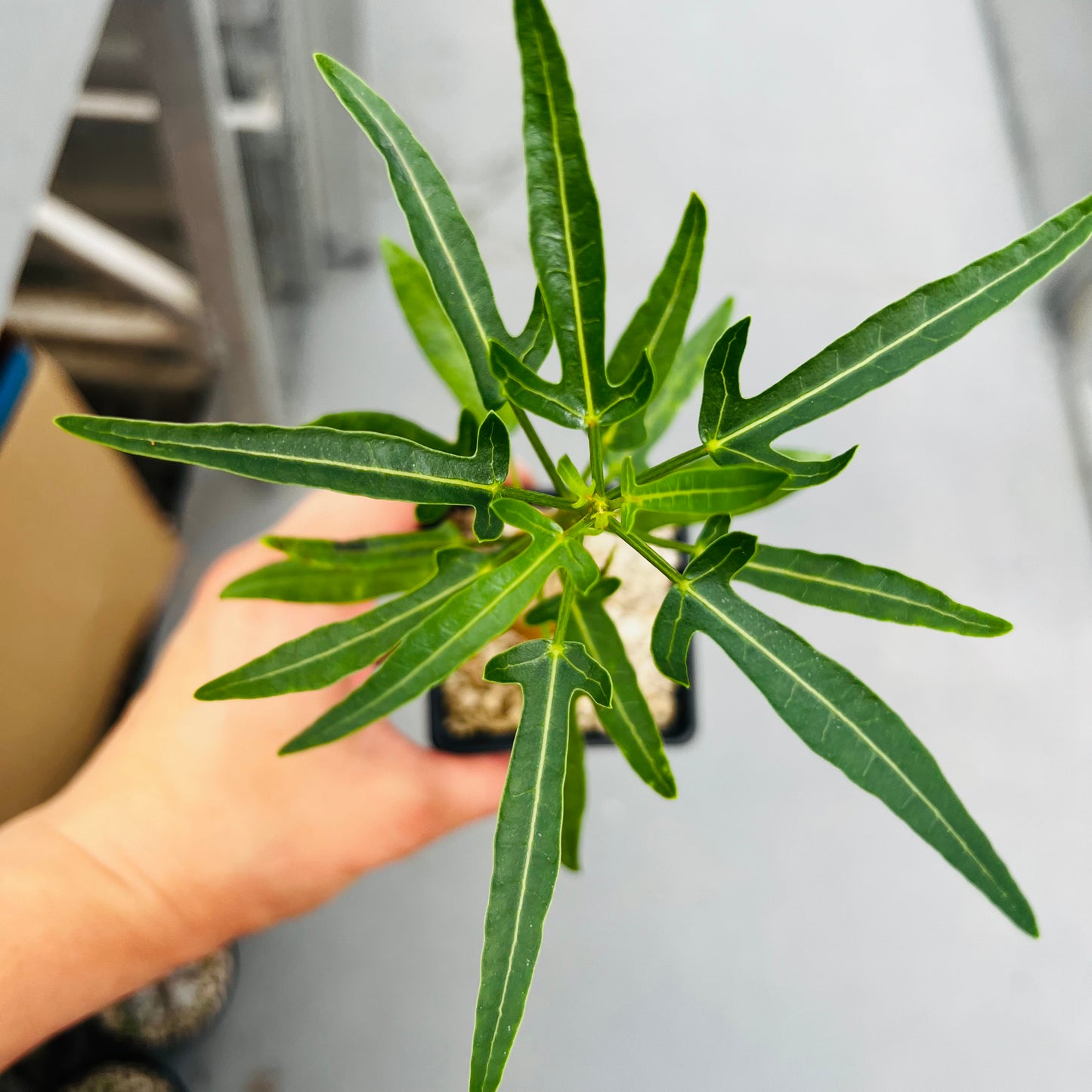 Jatropha capensis, barroted plante