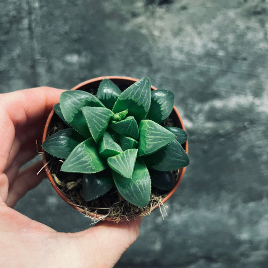 Haworthia retusa, 6 cm potte