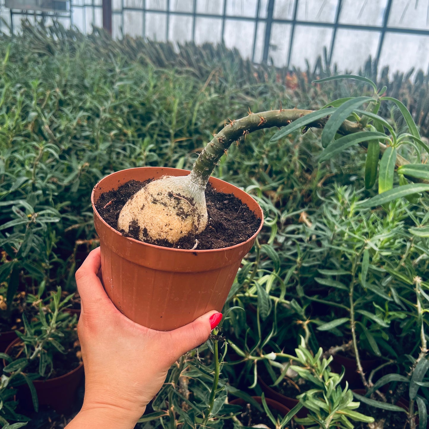 Pachypodium succulentum, 15 cm potte