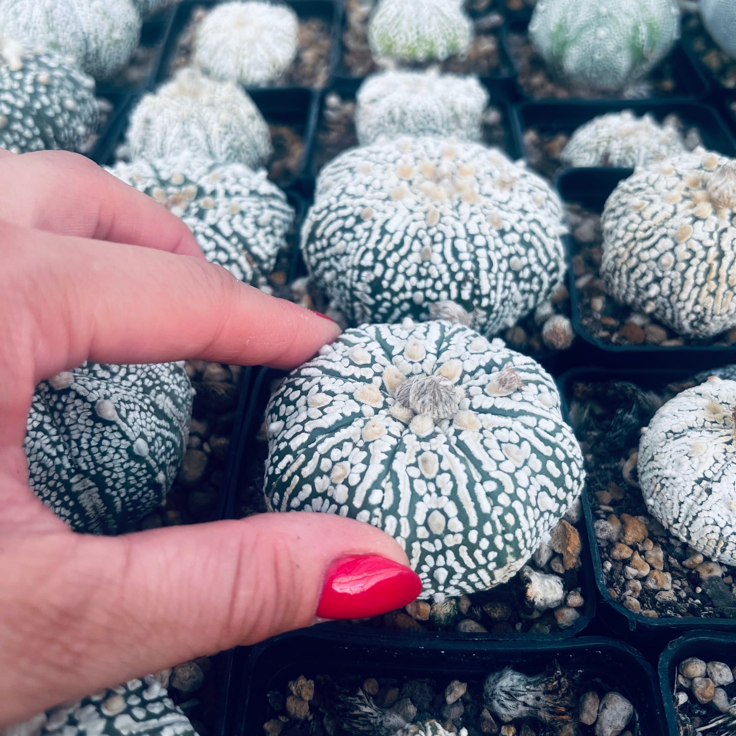 Astrophytum asterias Superkabuto, 7 cm potte