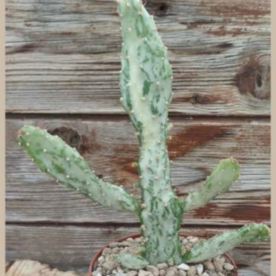 Opuntia monacantha f.variegata, 10,5 cm potte