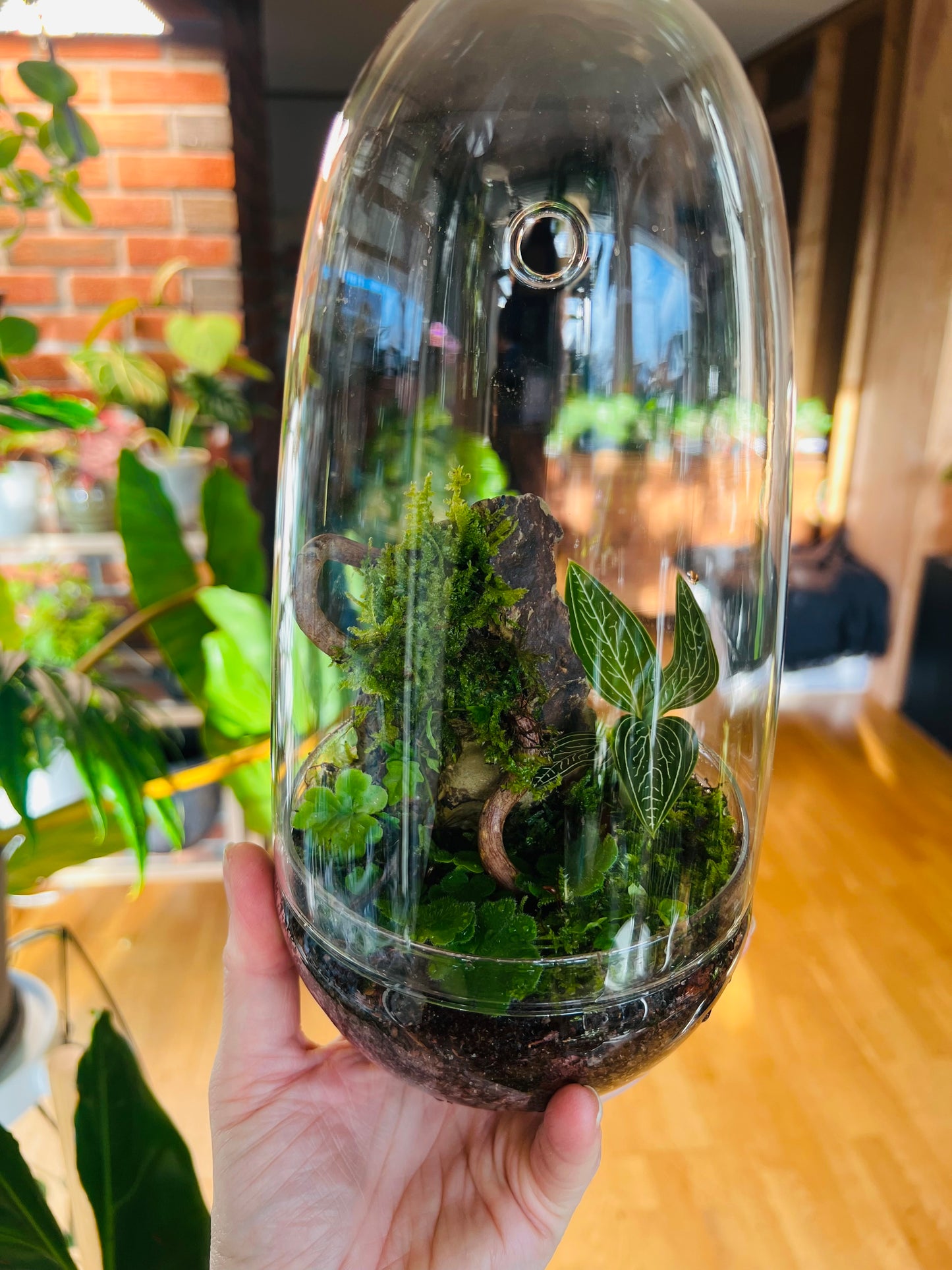 Glass terrarium, egg-shaped