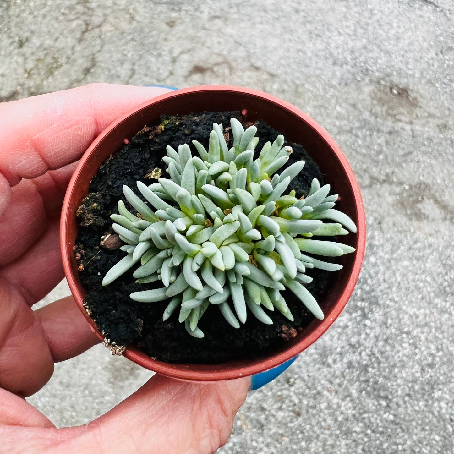 Delosperma sphalmanthoides, 3 cm potte