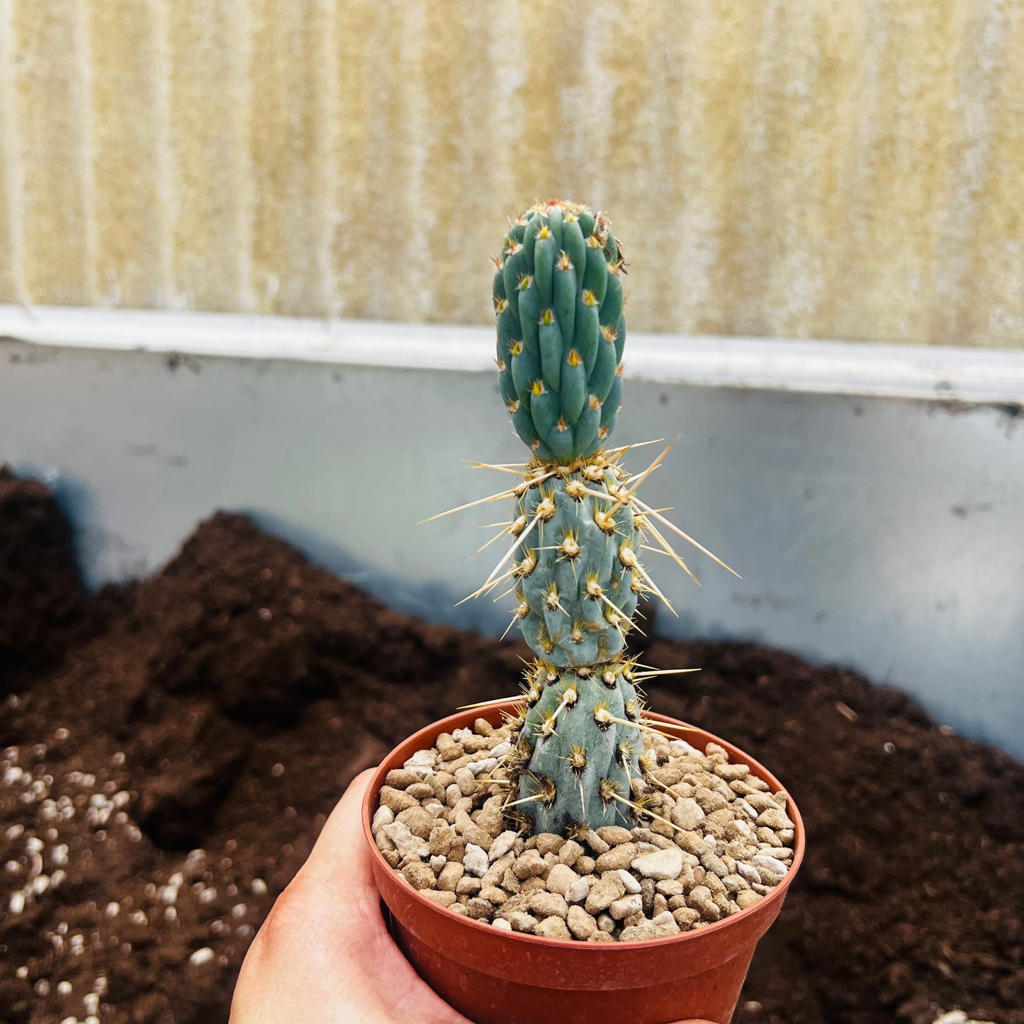 Miqueliopuntia miquelii Blue, 10 cm potte