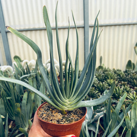 Aloe plicatilis, 15 cm potte