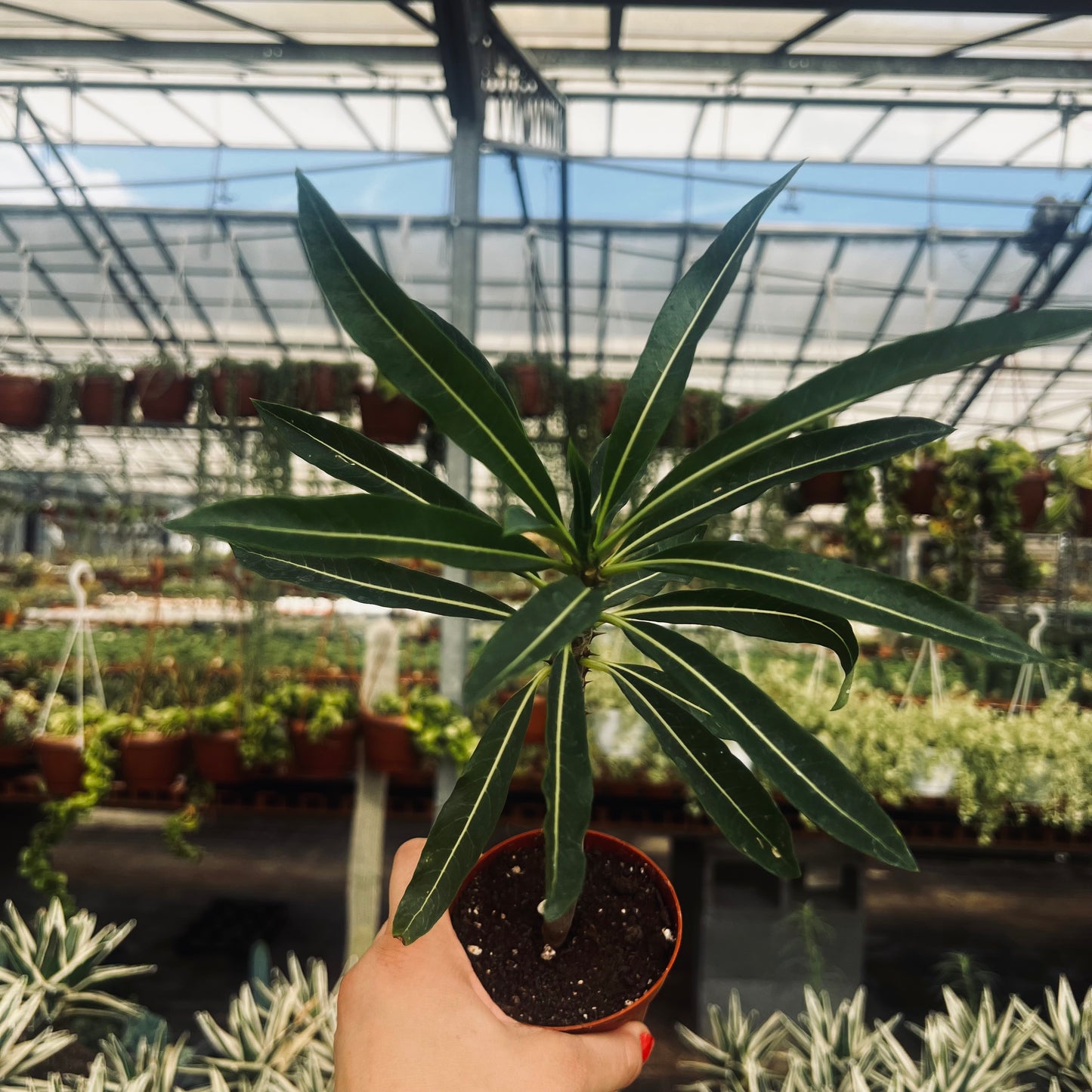 Pachypodium rutenbergianum, 8 cm potte