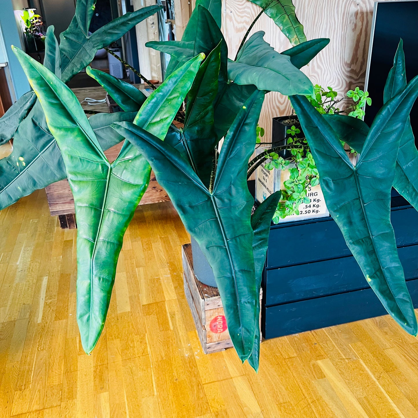 Alocasia tigrina, 32 cm potte